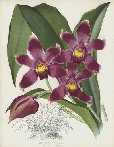 The Blue Bollea, Bollea Coelestis by English School